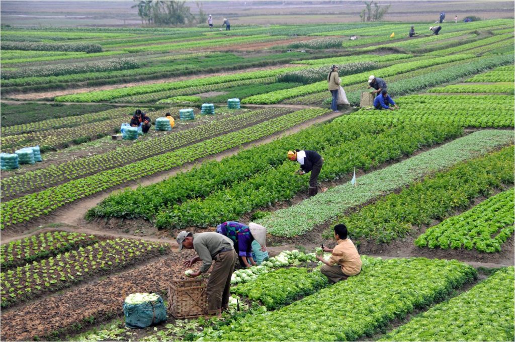 انواع کود