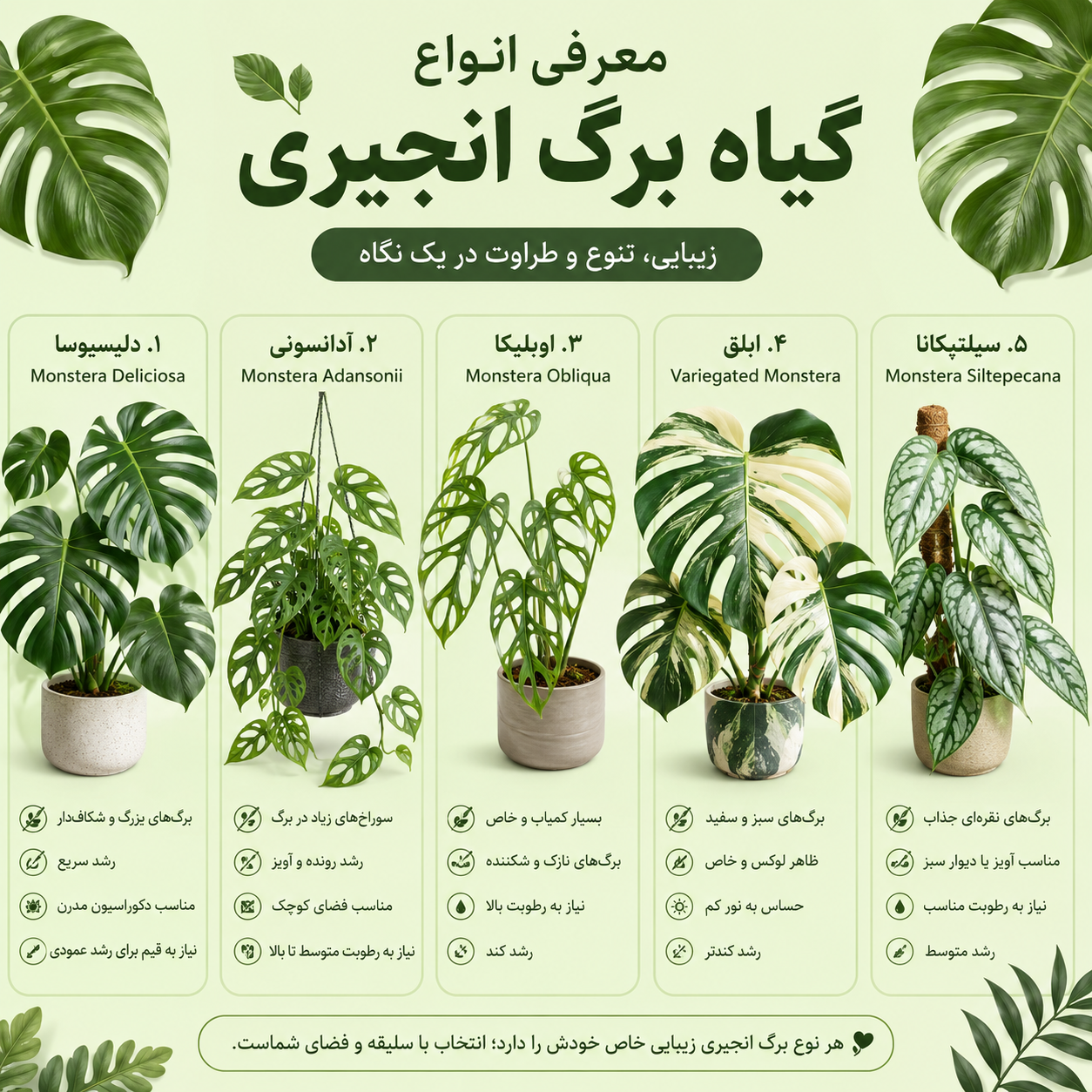Types of fig leaf plants
