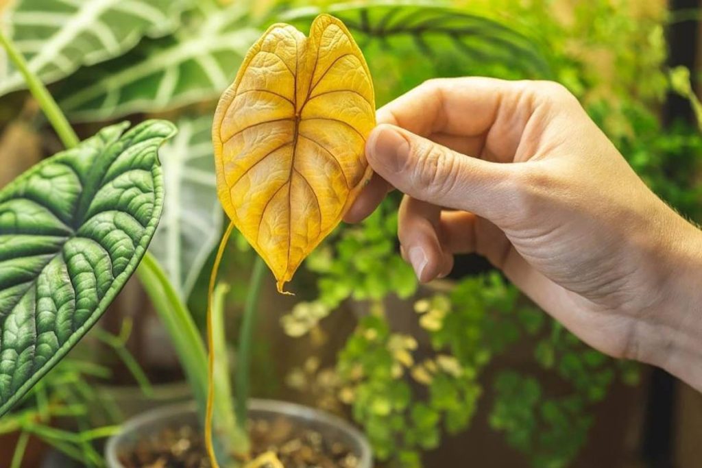 آیا گیاهان احساس دارند