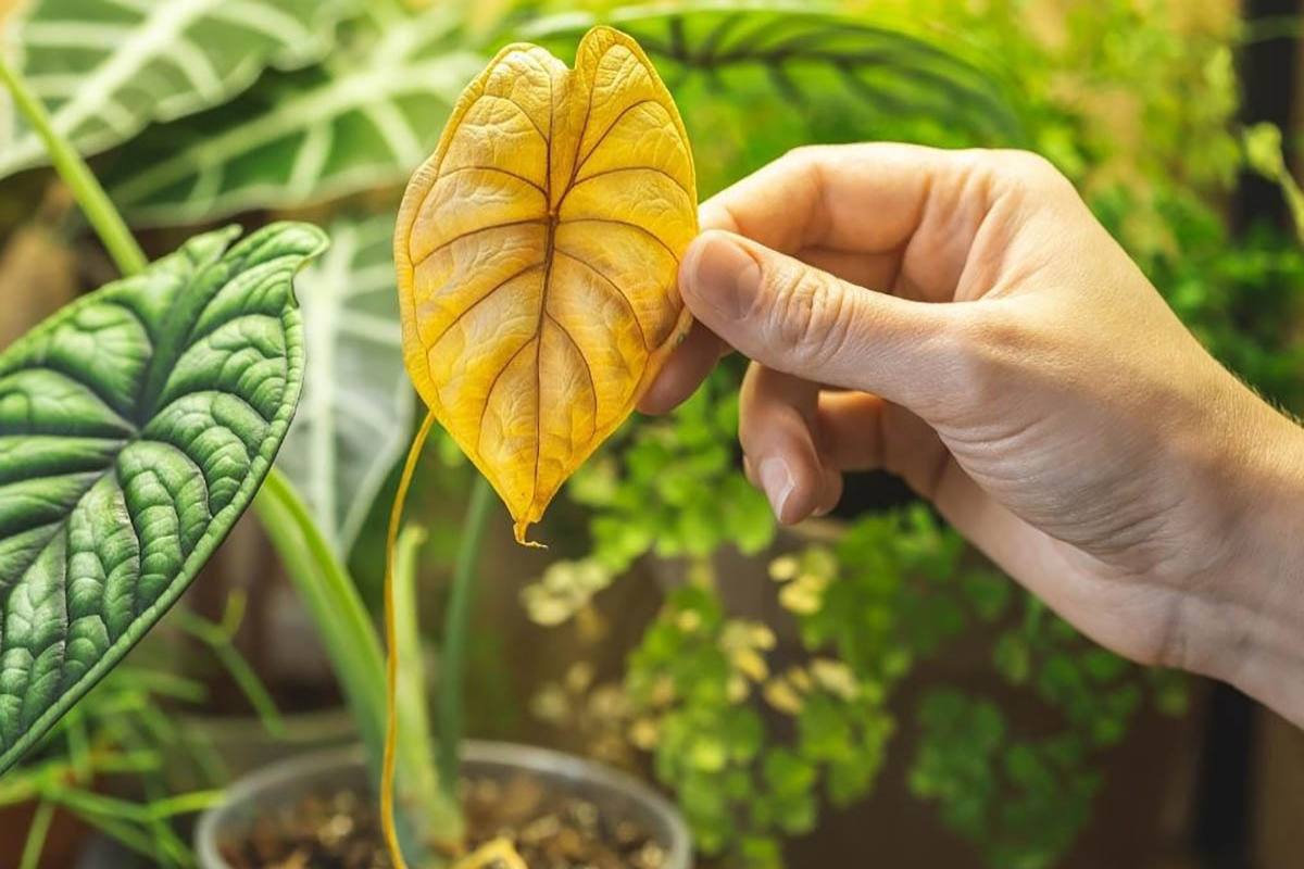 آیا گیاهان احساس دارند