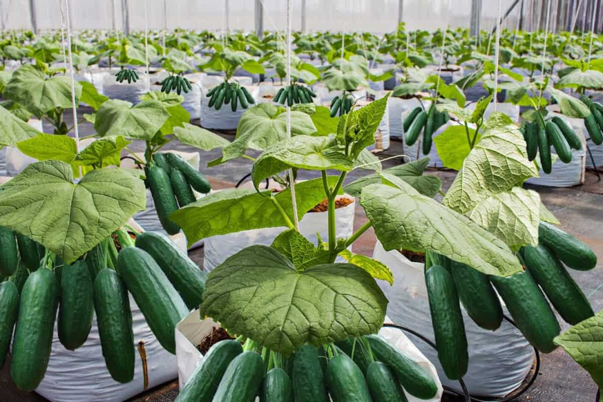 کاشت خیار گلخانه ای