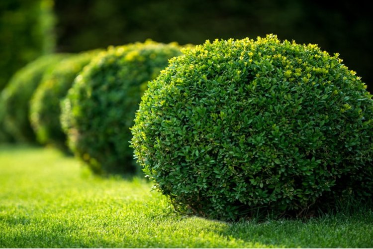 بهترین گیاهان برای حیاط خانه