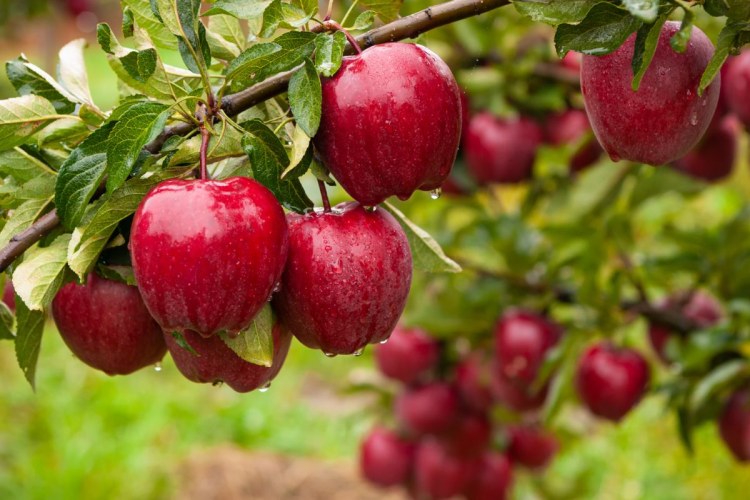 نکات درختان میوه