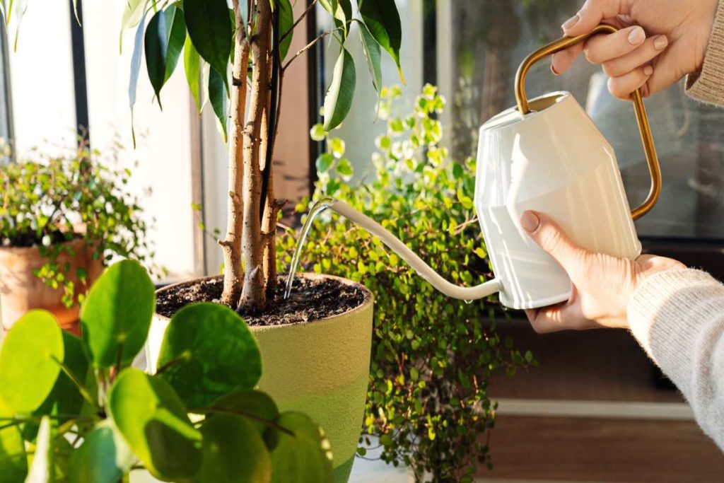 تغذیه گیاهان آپارتمانی