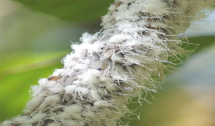 نحوه‌ی کنترل شته مومی