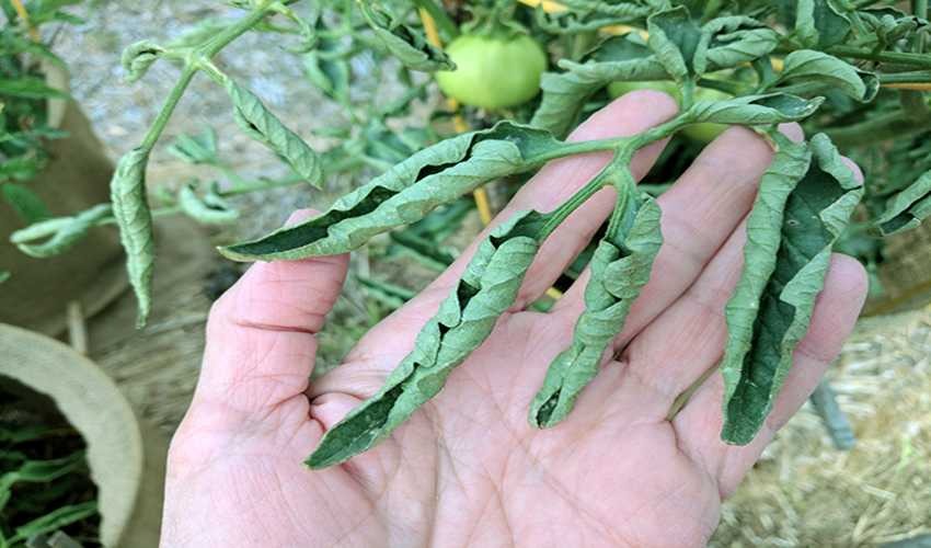 حلقه ای شدن برگ گوجه فرنگی