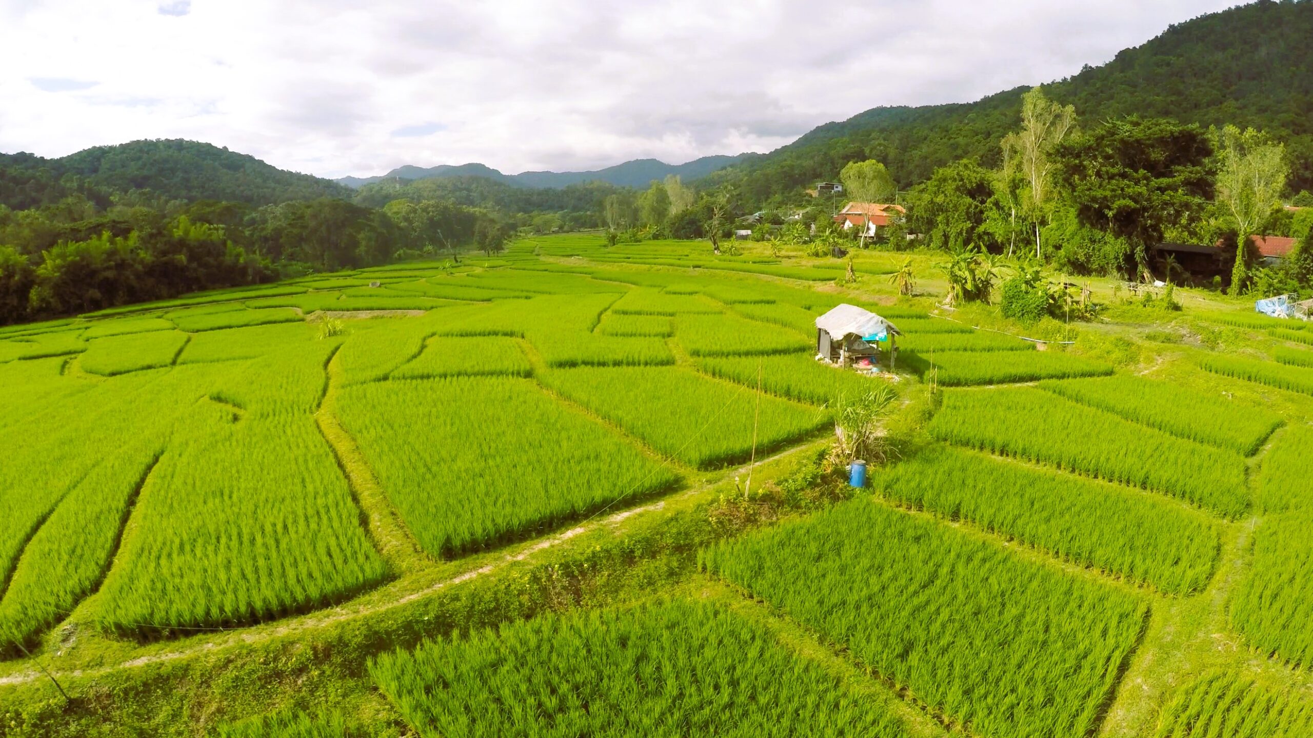 بهترین زمان آبیاری و کوددهی نشا برنج