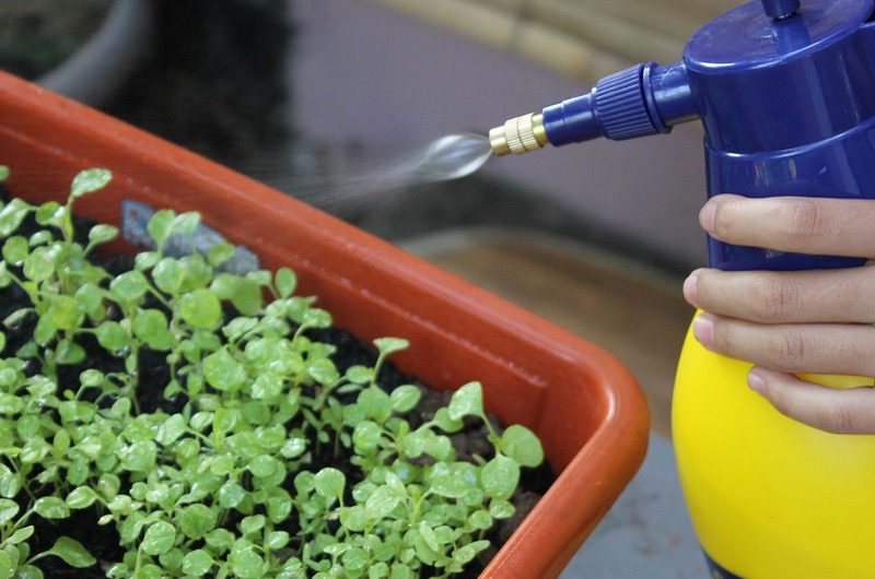 کوددهی ارگانیک برای سبزیجات بالکن