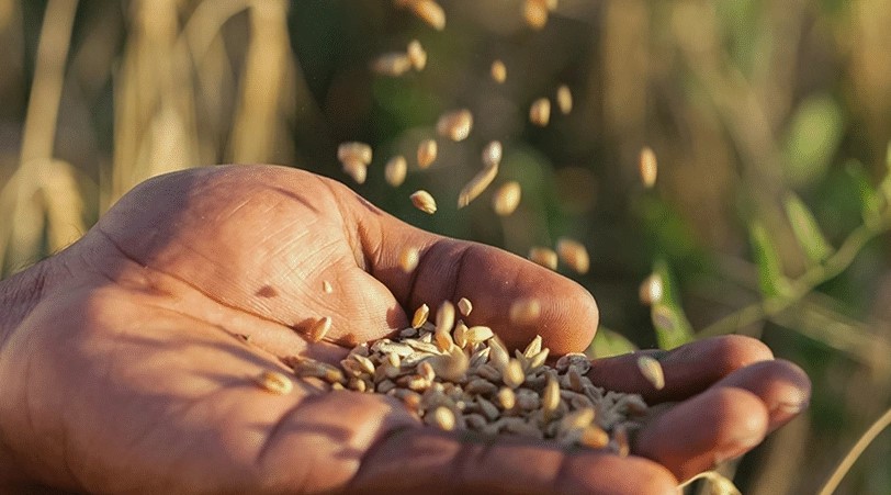 علائم کمبود پتاسیم در گندم و راه‌حل‌های ساده