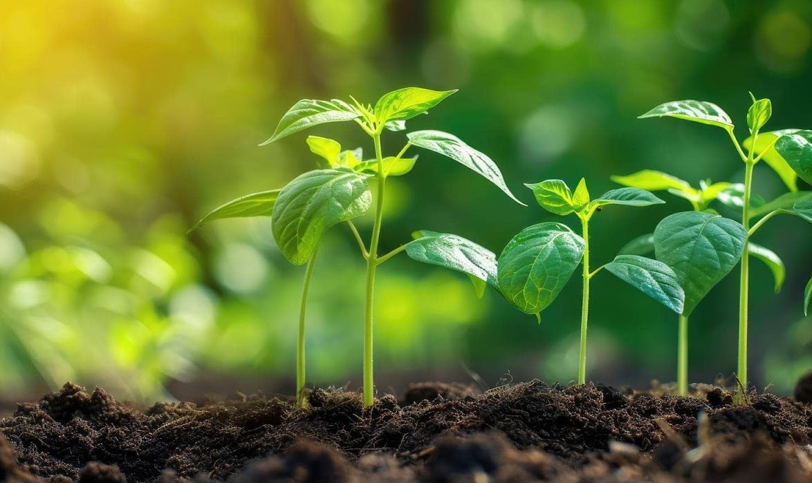 روش های افزایش جذب فسفر در خاک های رسی