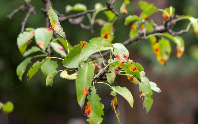بیماری زنگ گیاهی