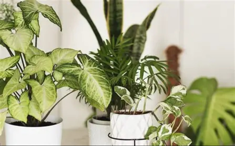 گیاهان تصفیه کننده هوا