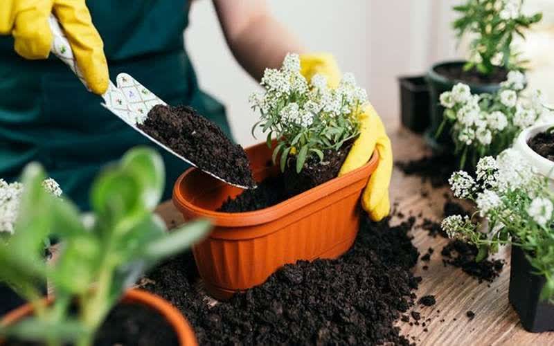 نمک گلدان گل‌ های آپارتمانی