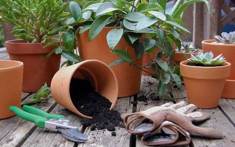 نمک گلدان گل های آپارتمانی