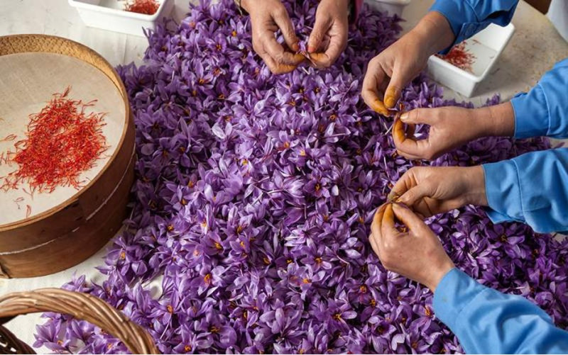 کاشت زعفران