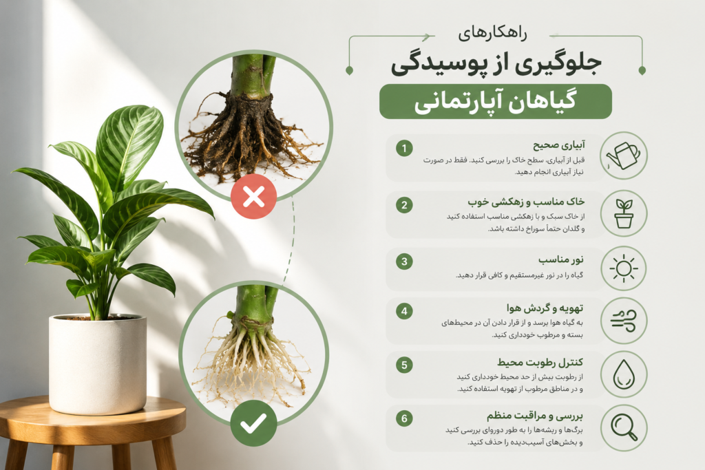 پوسیدگی گیاه