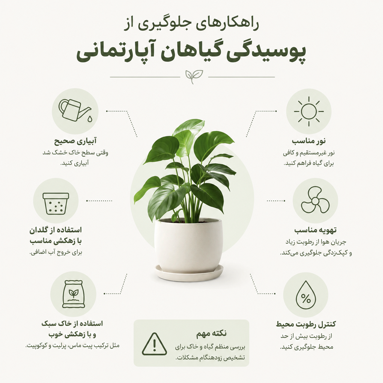 Solutions to prevent houseplant rot