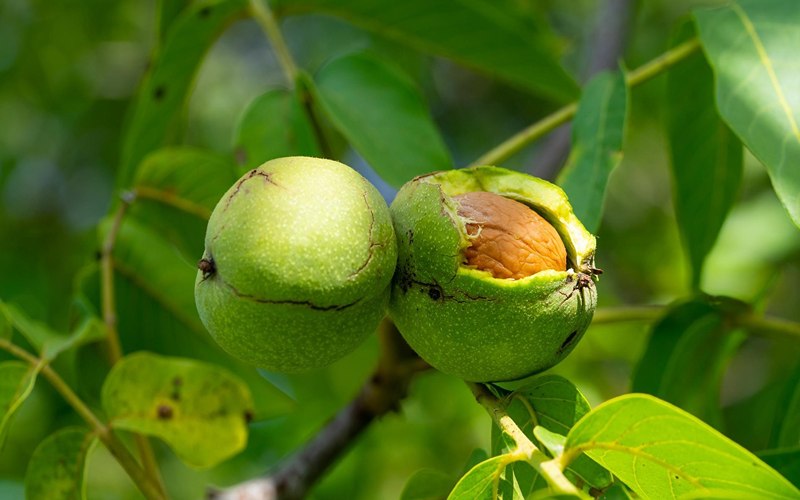 کود برای درشت شدن گردو