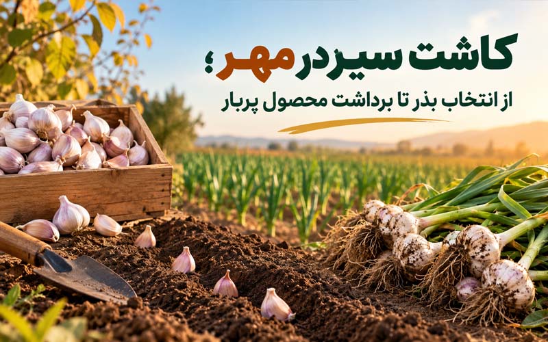 کاشت سیر در مهر