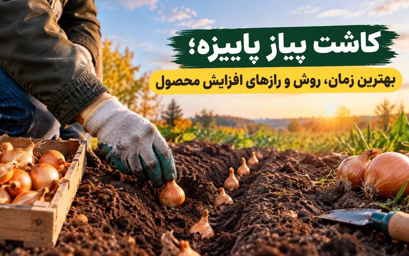 کاشت پیاز پاییزه